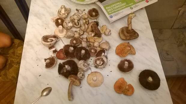 Грибочки грибы, еда, своими руками