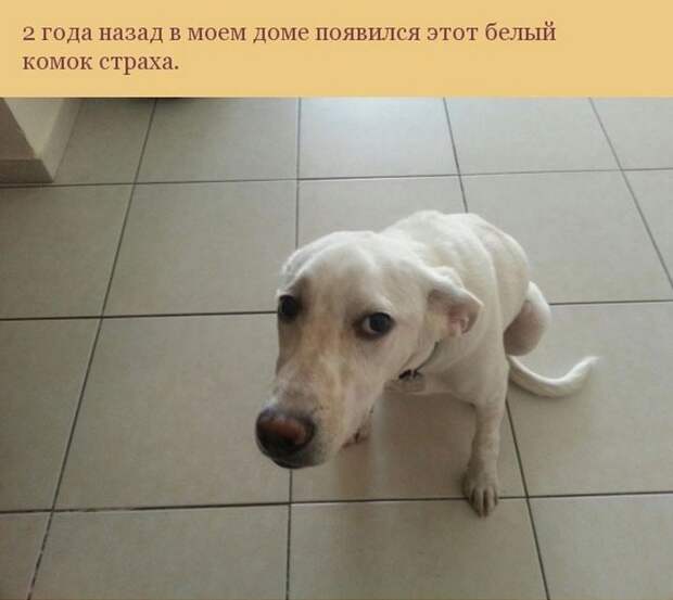 собака