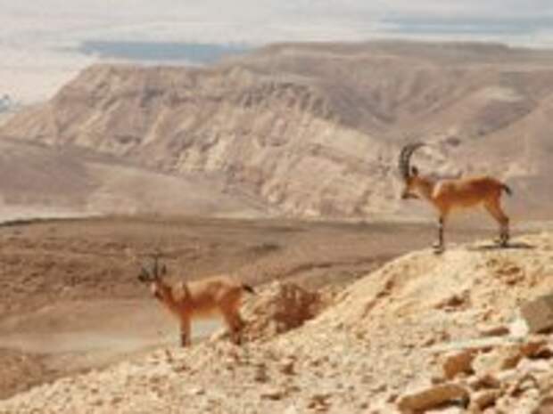Two ibexes on the cliff at Ramon Crater (Makhtesh Ramon) in Negev Desert in Israel. Фото rglinsky - Depositphotos