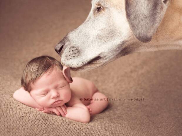 младенцы и собаки первая фотосессия (13)