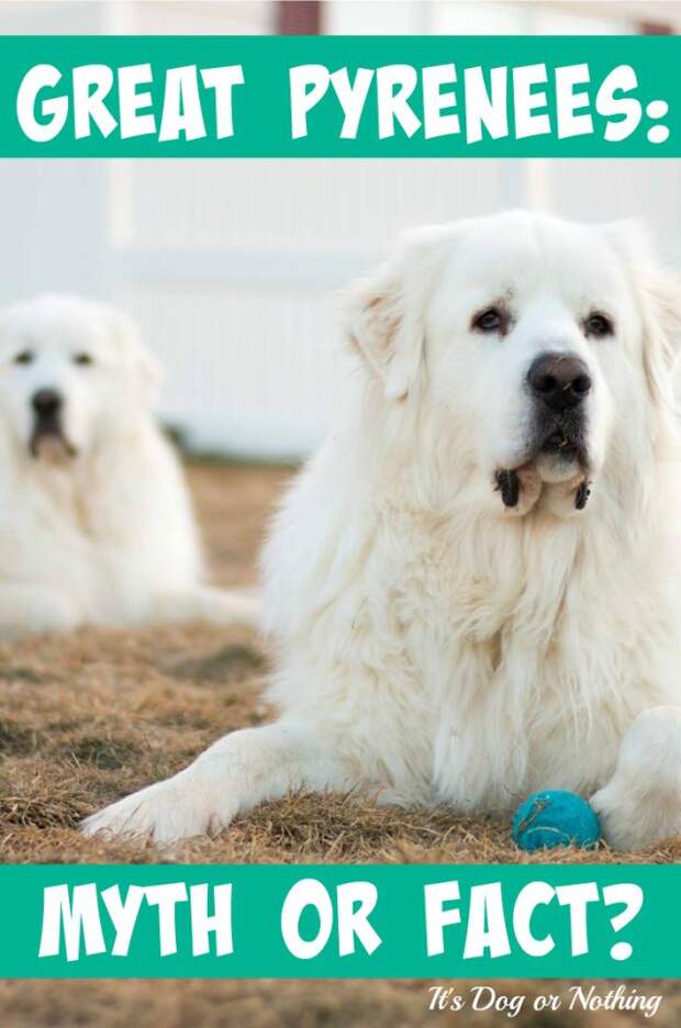 When it comes to the Great Pyrenees breed, do you know what is myth and what is fact? We have 7 common statements about pyrs with information on their validity!