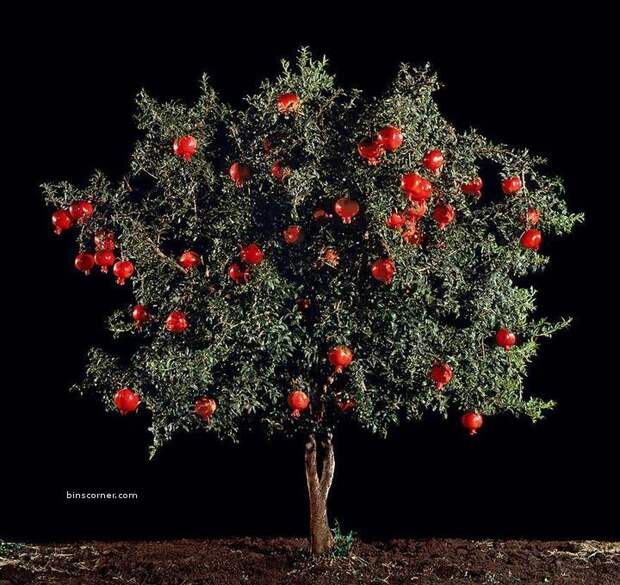 Pomegranate-2
