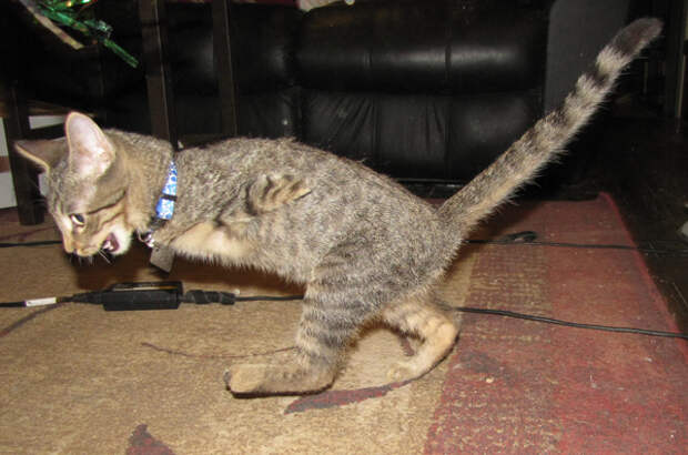 20140124-catster-monday-miracle-mercury-amputee-004