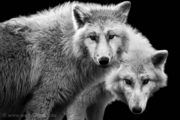 Чёрно-белые снимки диких животных Вольфа Адемейта (Wolf Аdemeit)
