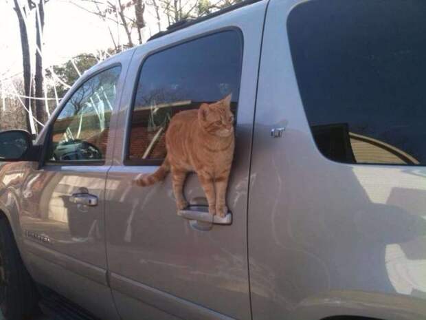 9. Коты очень вежливы. Они всегда приоткроют вам дверь машины. гифки, коты, приколы, юмор
