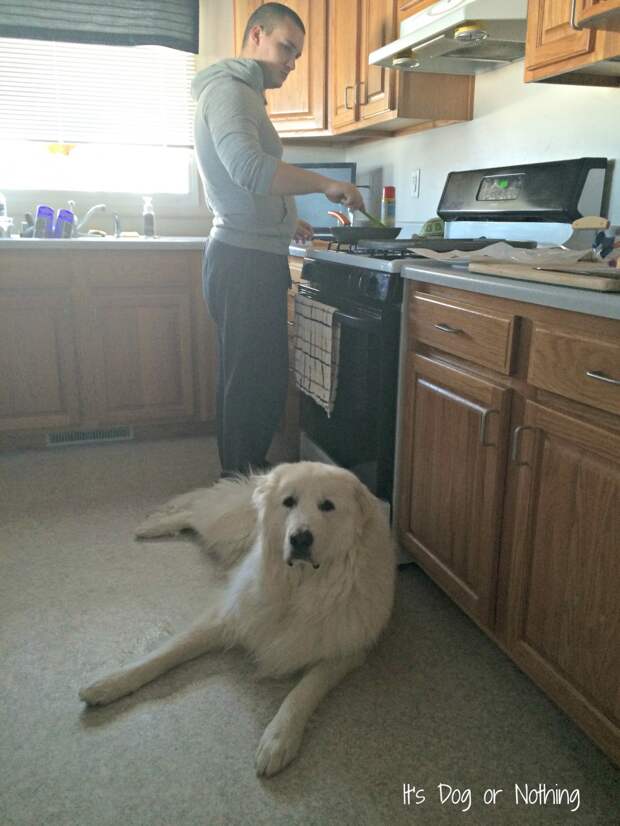 Great Pyrenees