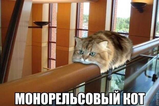 Кошачий фотопост! Кошачий фотопост! коты, юмор