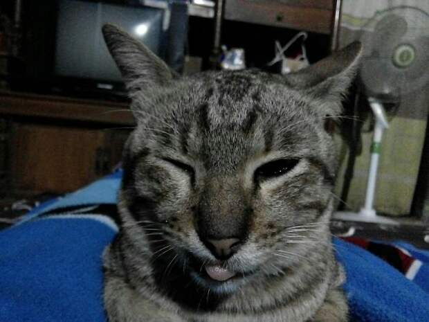 коты засранцы, коты которые делают смешные вещи, смешные коты 