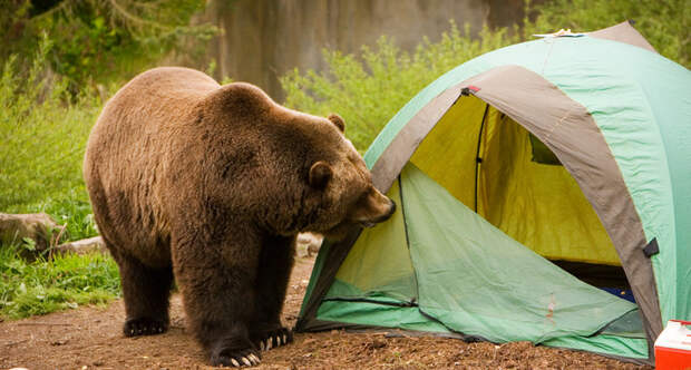 Medved tent