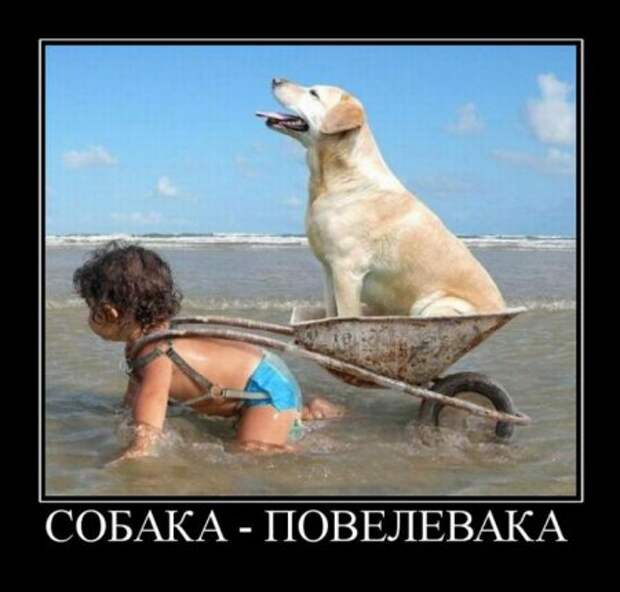 Приколы демотиваторы, смешные надписи и фото.
