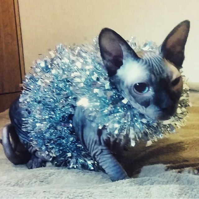 Новогоднее настроение. домашние животные, мой хозяин идиот, новый год, питомцы