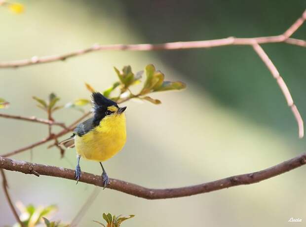 Красивые фотографии птиц и весенних цветов от фотографа Lucia Lin (Тайвань)