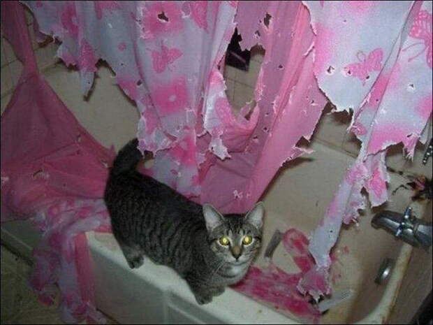 Забавные коты. часть 11 (25 фото)