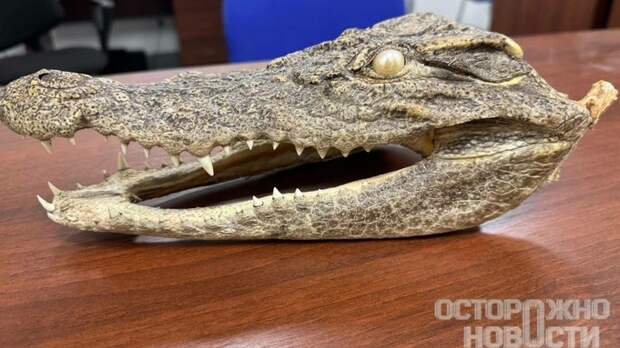 Голову редкого крокодила пытался перевезти через границу российский турист