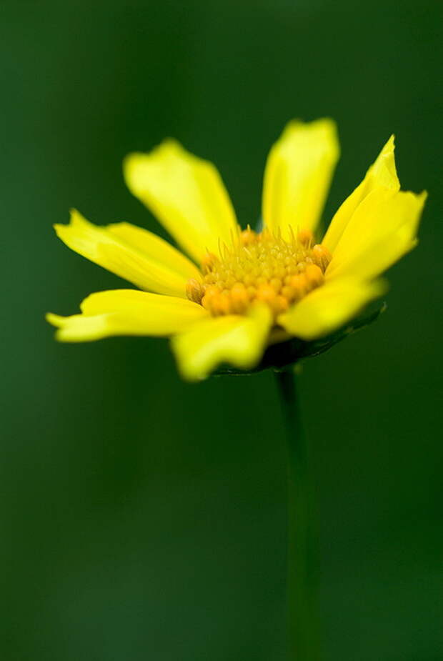 Кореопсис (Coreopsis)