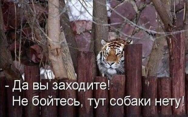 Подборка юмора в картинках прикол, юмор