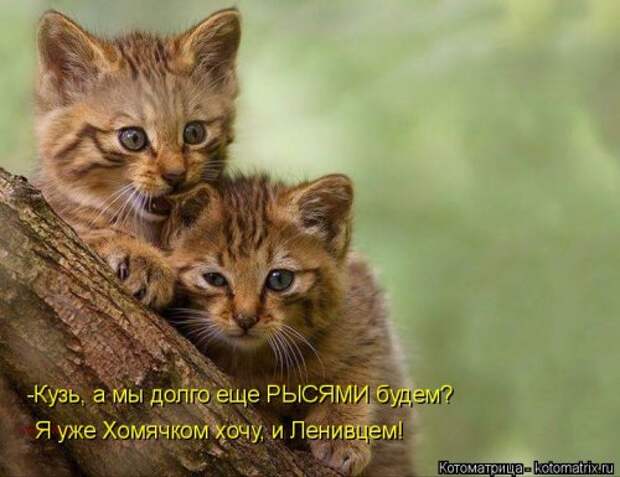Свежая прикольная котоматрица (34 фото)