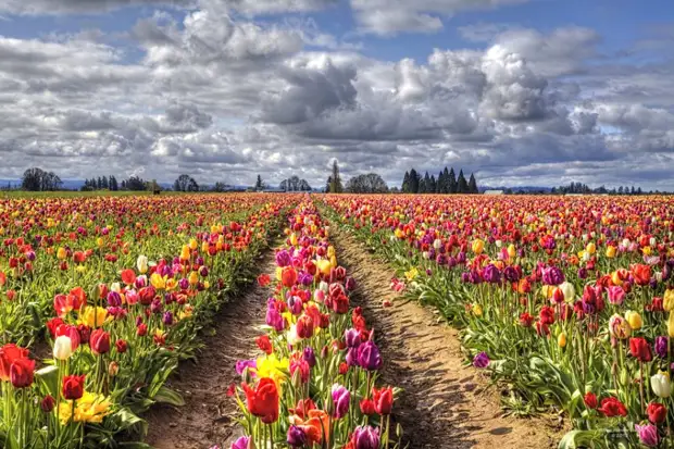 голландия тюльпаны. сша орегон ферма тюльпанов. ферма тюльпанов. ферма тюльпанов. кёкенхоф нидерланды цветочные поля.