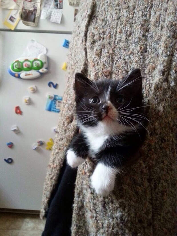 милые котики в карманах 