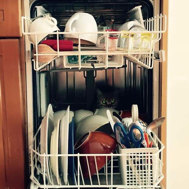 20 кошек, которые очевидно хотят вас убить кошки которые хотят вас убить, моя кошка хочет меня убить, злые кошки