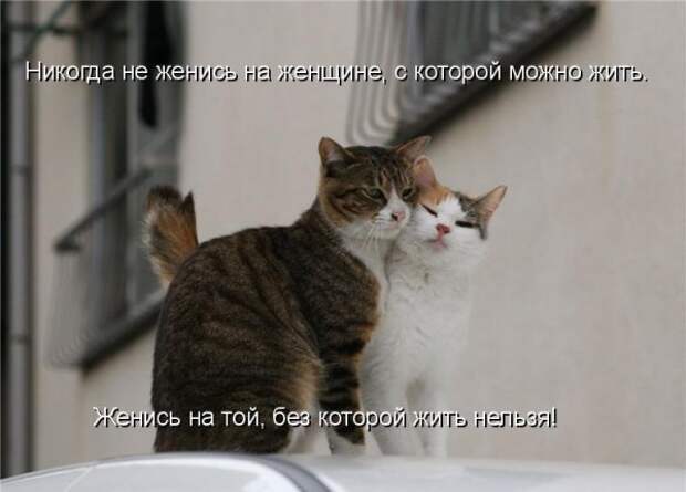 Кото матрица 7