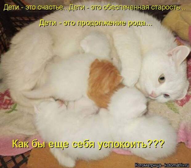 Лучшие котоматрицы недели