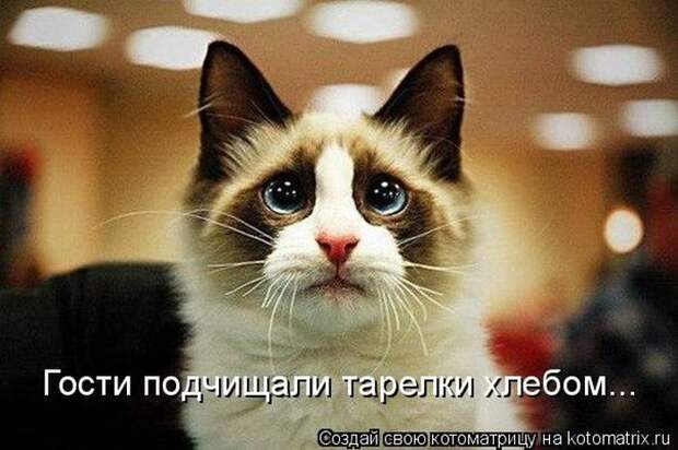 Лучшие котоматрицы недели
