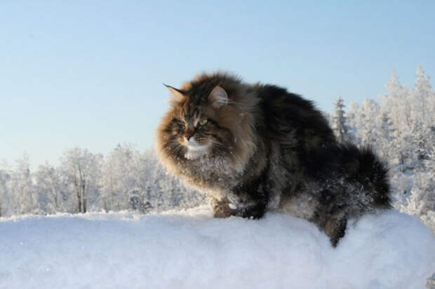 Сибирский царь котов