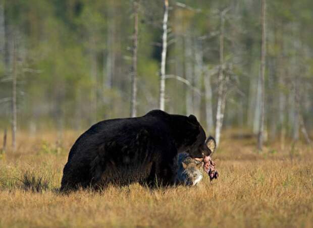 Стая волков напала на медведя (6 фото)