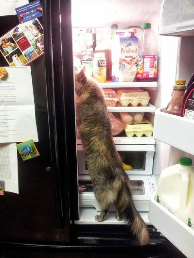 Шкодливые и наглые котики, от которых не стоит ждать ничего хорошего