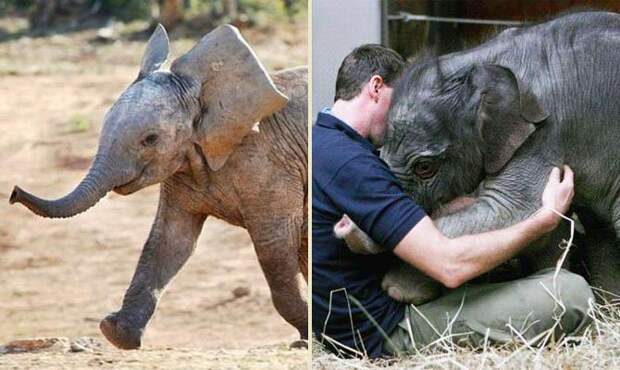 Слон радуется - Слон грустит - Интересные факты о слонах