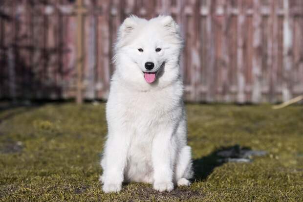 Ветеринар Сысоева: обрабатывать питомцев от клещей весной нужно заранее