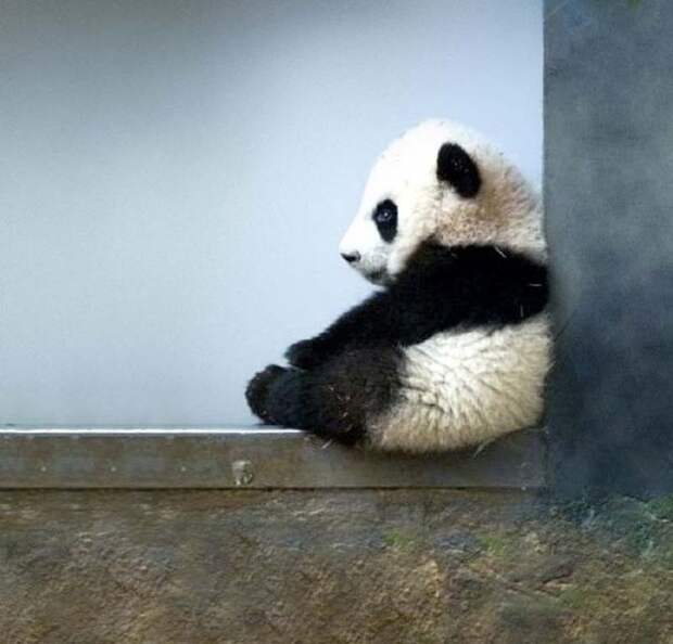 static.boredpanda.com