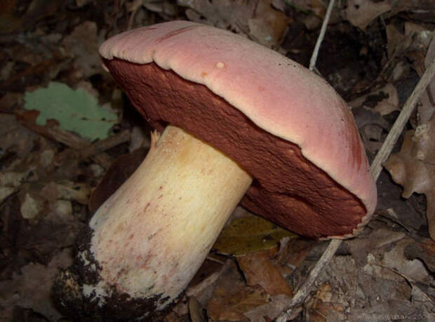 Boletus lupinus, боровик волчий, он же Boletus splendidus, ложный сатанинский гриб