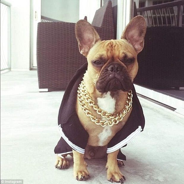 Rich Dogs из Instagram