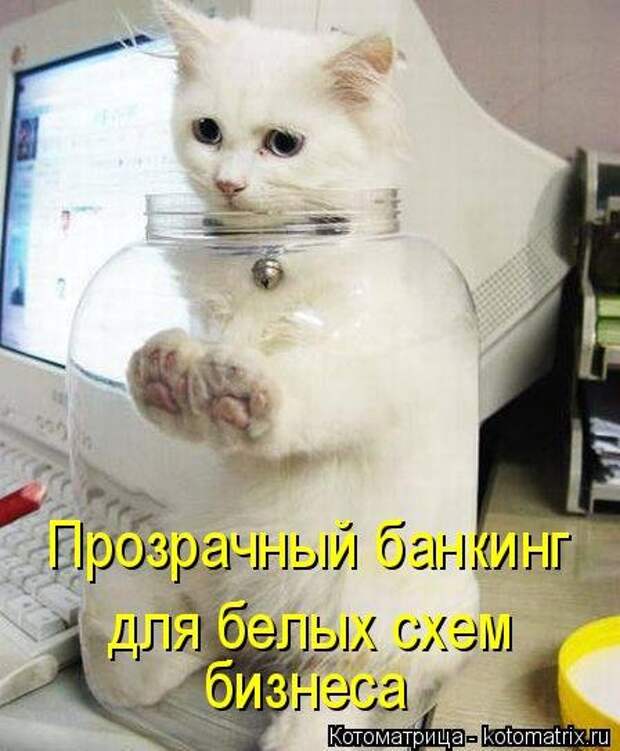 Новая котоматрица для хорошего настроения (32 фото)