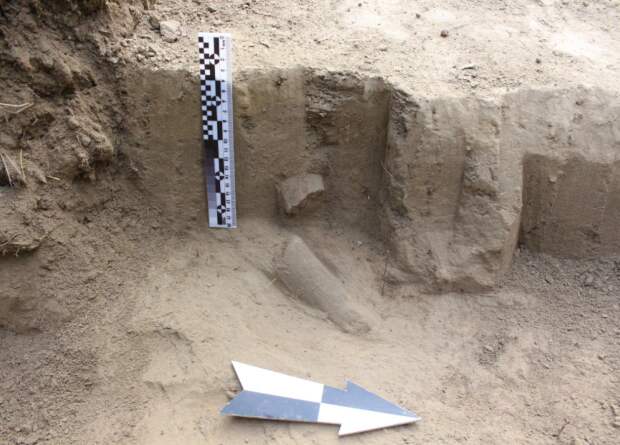 В Якутии обнаружили кости мегафауны эпохи плейстоцена со следами от орудий
