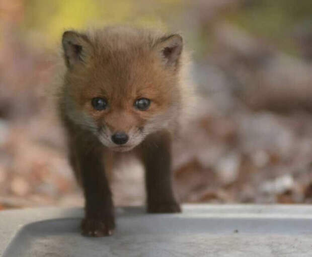 baby-fox-06.jpg