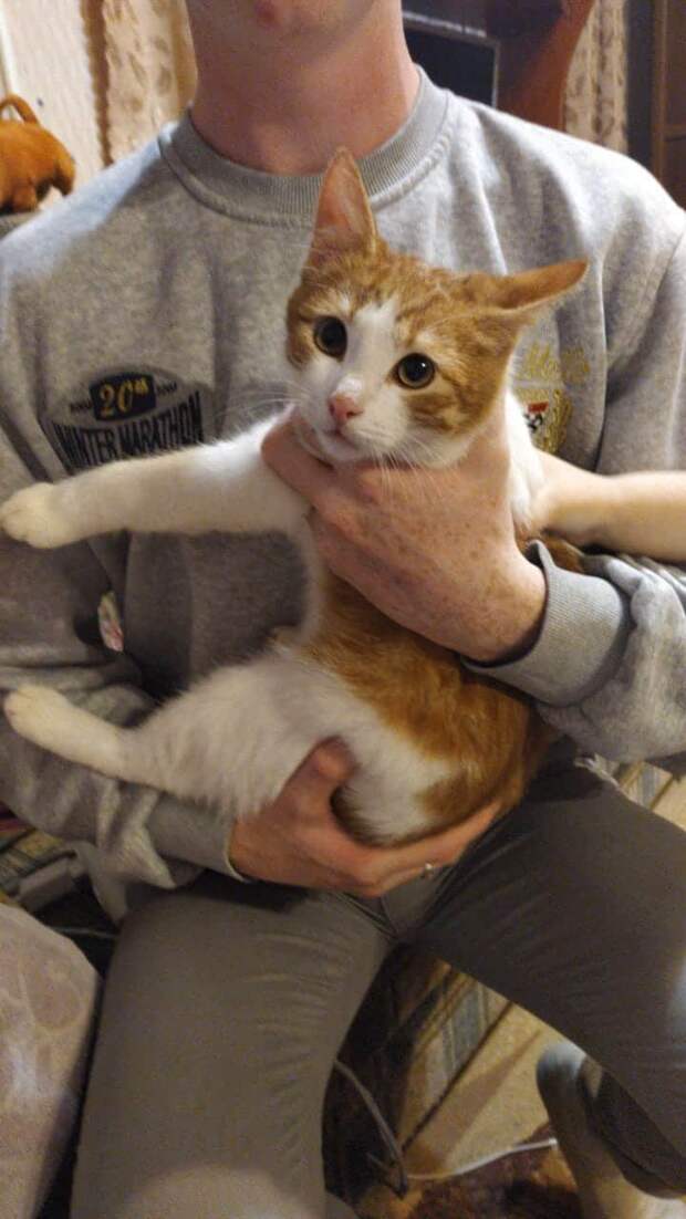 дом для котенка кот на руках