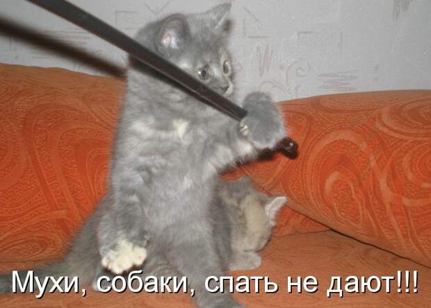Котоматрица (81 фото)