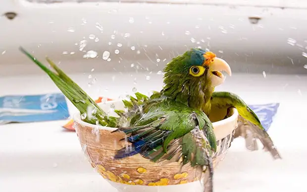 Фото «до» и «после», которые вызовут улыбку на вашем лице [Животные]