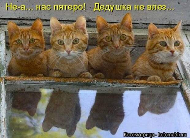 Новая котоматрица (38 фото)