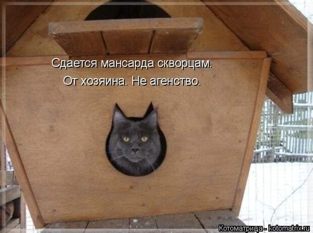 Котяры на приколе и их шаловливые друзья (35 фото)