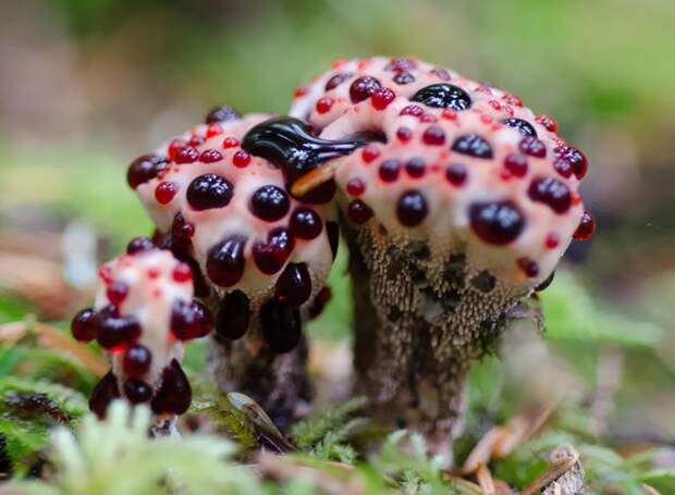 11. Hydnellum peckii Гиднеллум Пека. грибы, интересное, фото