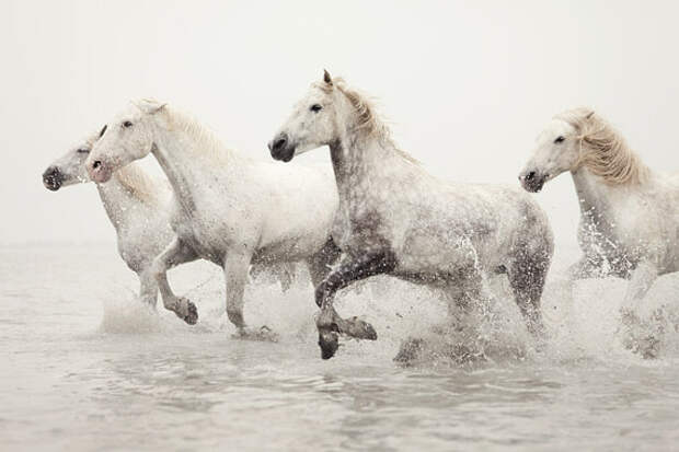 Horse Photography, White Horses Running in Water, Horse Art, Camargue, Winter, Nature, Animal, Ivory - Breathless