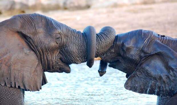 Слоны обвиваются хоботами - Интересные факты о слонах