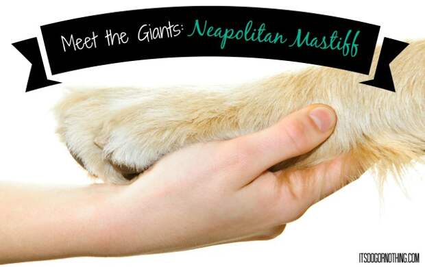 This week on Meet the Giants, we're talking about the Neapolitan Mastiff! Read more for tons of fabulous breed information!