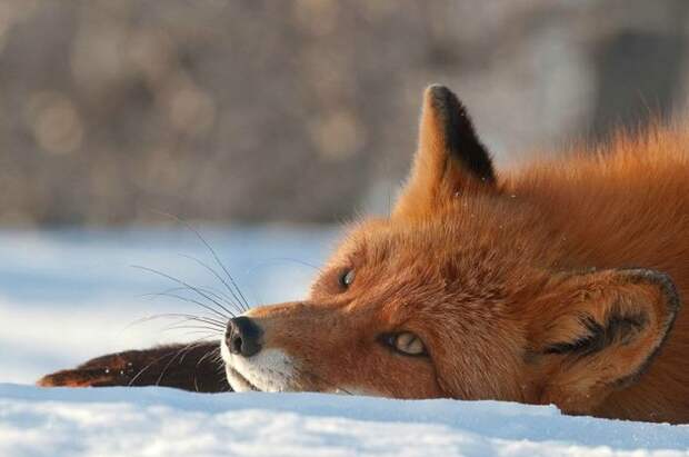 Прекрасные снимки дикой природы от Сергея Горшкова дикая природа, красота, фото