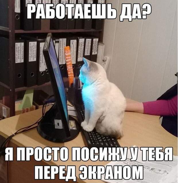 Смешные картинки с подписями картинки, прикол, юмор