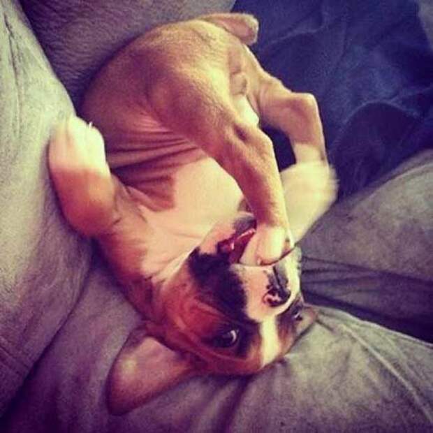 20 уморительных фотографий собак, которые знают, как надо расслабиться!